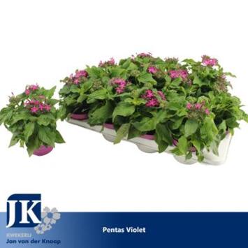image PENTAS GRAFFITI VIOLET