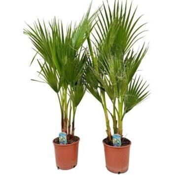 image WASHINGTONIA FILIFERA