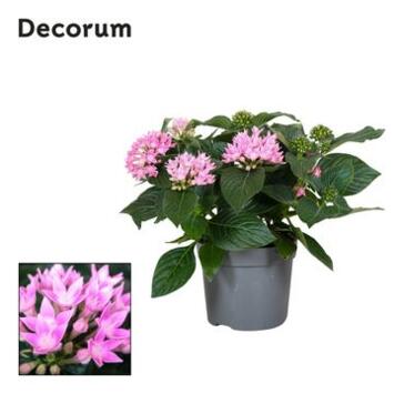 image PENTAS ROSE