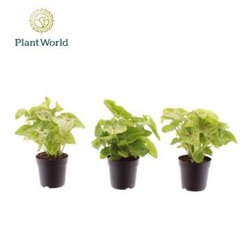image SYNGONIUM GOLDEN