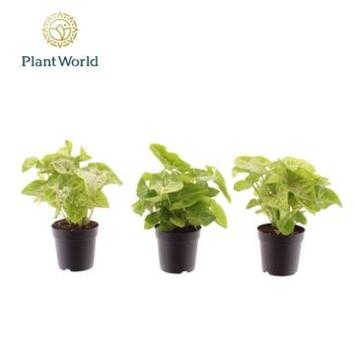 image SYNGONIUM GOLDEN