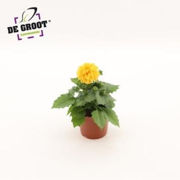 image DAHLIA ORANGE