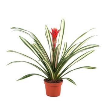 image GUZMANIA TORCH ROUGE