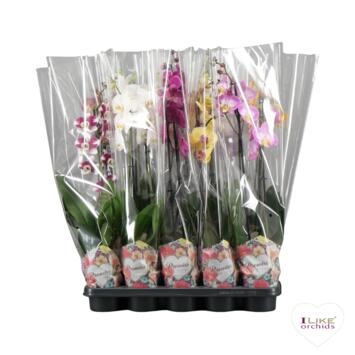 image PHALAENOPSIS 2BR VARIE