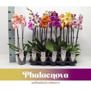 image PHALAENOPSIS 2BR VARIE