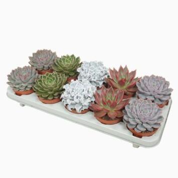 image ECHEVERIA