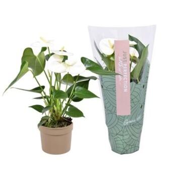 image ANTHURIUM ANDREANUM NAMORA