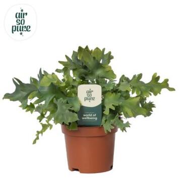 image PHLEBODIUM DAVANA
