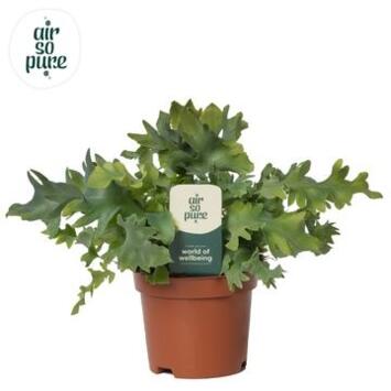 image PHLEBODIUM DAVANA