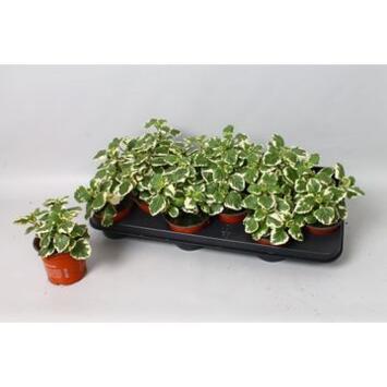 image PLECTRANTHUS