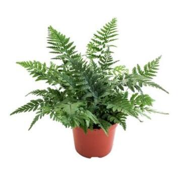 image POLYSTICHUM