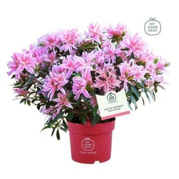 image AZALEE JAPONAISE PINK SPIDER