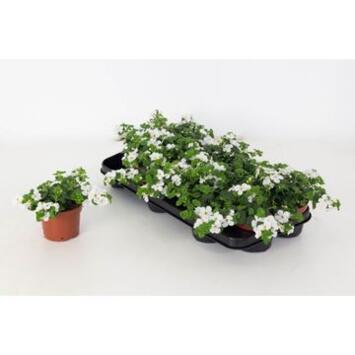 image BACOPA BLANC