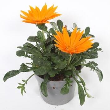 image GAZANIA GIANT ORANGE