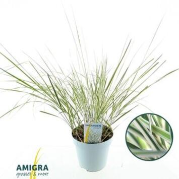 image CALAMAGROSTIS OVERDAM