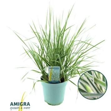 image CALAMAGROSTIS OVERDAM