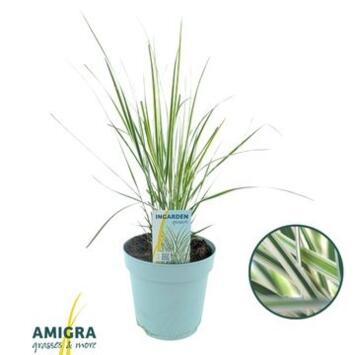 image CALAMAGROSTIS OVERDAM