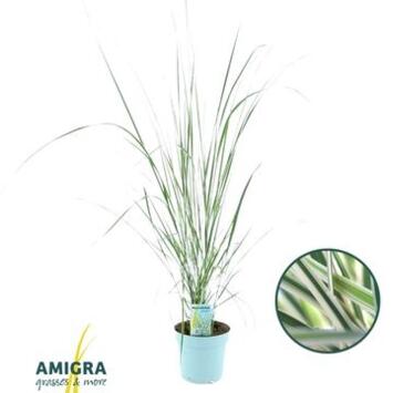 image CALAMAGROSTIS OVERDAM