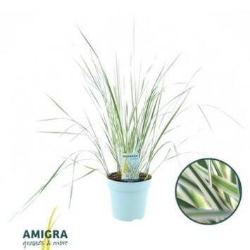 image CALAMAGROSTIS OVERDAM