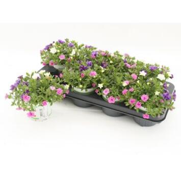 image CALIBRACHOA PETTICOAT