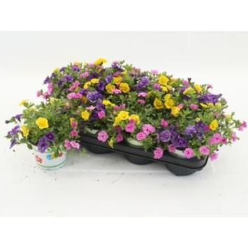 image CALIBRACHOA PETTICOAT