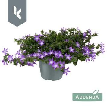 image CAMPANULE ADANSA PURPLE