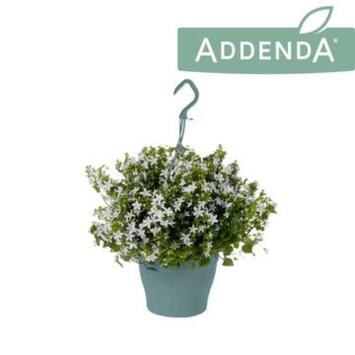 image CAMPANULE AMBELLA BLANCHE SUSP