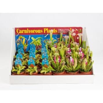 image PLANTES CARNIVORES CARTON