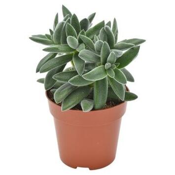 image CRASSULA TARANTULA