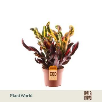 image CROTON MAMMI