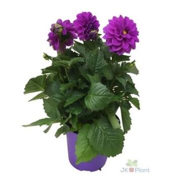 image DAHLIA LAVANDER