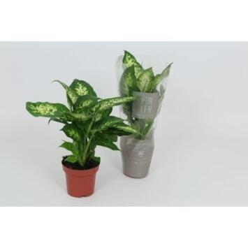 image DIEFFENBACHIA COMPACTA