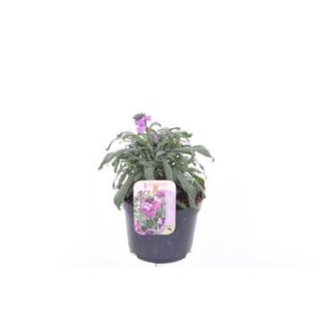 image ERYSIMUM MAUVE