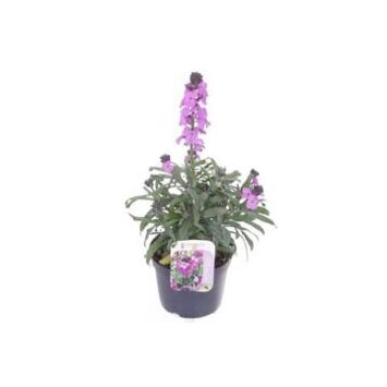 image ERYSIMUM MAUVE