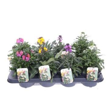 image ERYSIMUM LINIFOLIUM VARIE