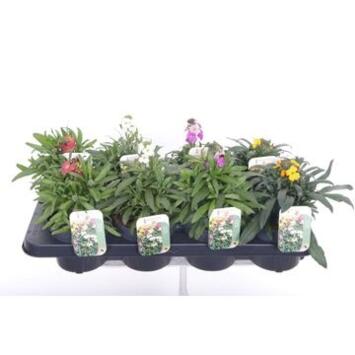 image ERYSIMUM LINIFOLIUM VARIE