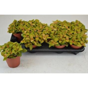 image FITTONIA SKELETON