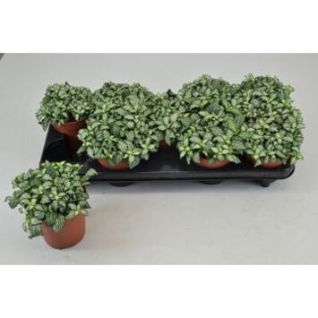 image FITTONIA WHITE TIGER