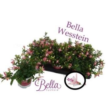image FUCHSIA SOPHIA SUSP