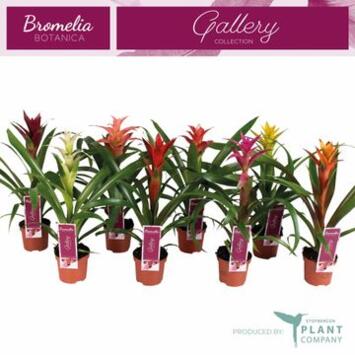 image GUZMANIA VARIE
