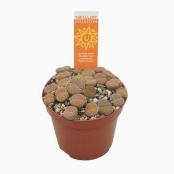 image CACTUS LITHOPS