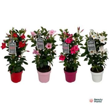 image DIPLADENIA COLLECTION PYRAM