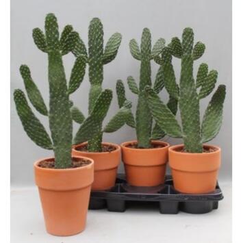 image CACTUS OPUNTIA P TERRE