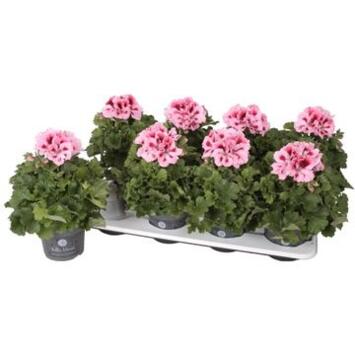 image PELARGONIUM GRANDIFLORUM ROSE