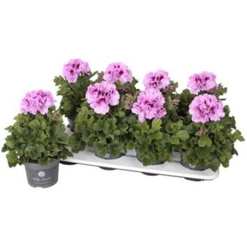 image PELARGONIUM GRANDIFLORUM VIOLET CLAIR