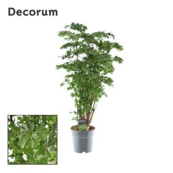 image ARALIA POLYSCIAS RAMIFIE