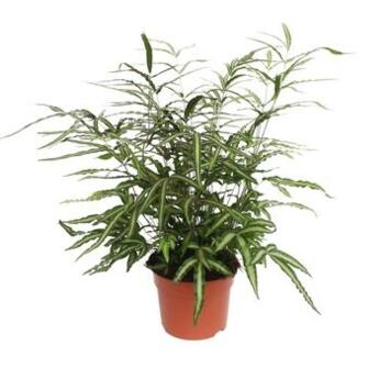 image PTERIS ALBOLINEATA