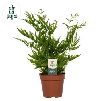 image PTERIS STRAMINEA