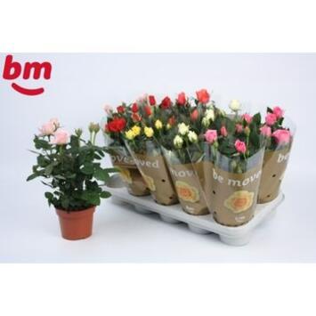 image ROSIER BEAUMONDE VARIE