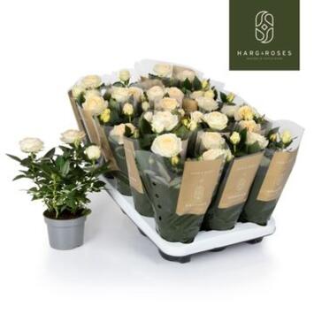 image ROSIER KORDANA CHAMPAGNE